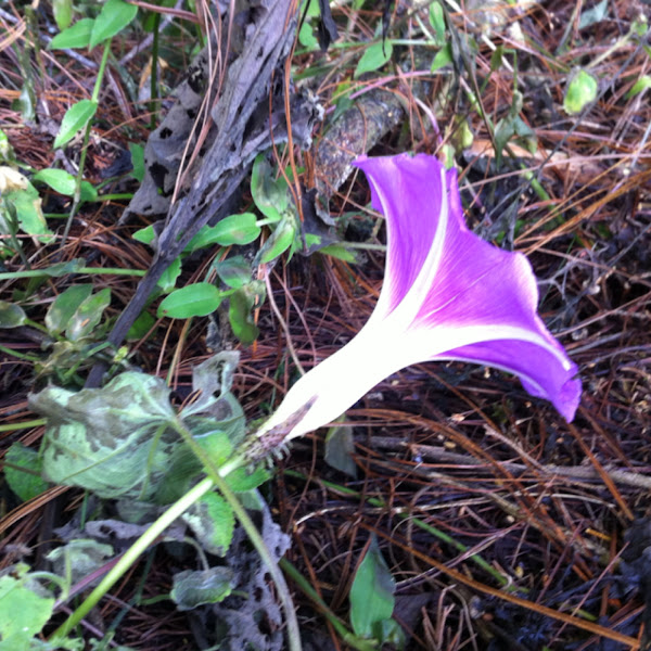 Tumba Vaqueros, QuiebraCajete, Morning Glory Project Noah