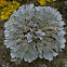 Common Greenshield Lichen