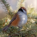 Boreal Chickadee