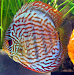 Peces Discus Red Turquesa Unicos