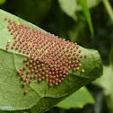 Actinote butterfly eggs
