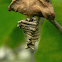 casemoth (case)