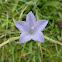 Harebell
