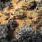 Unknown Fungus