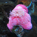 White-Spotted Rose Anemone