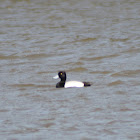greater scaup