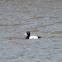 greater scaup