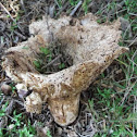 Parisitized Mushroom (Lactarius?)