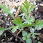 California Poppy