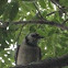 Blue Jay