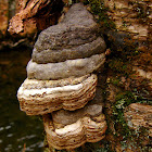 Tinder or Hoof Fungus