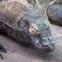 Komodo Dragon