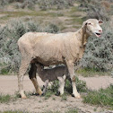 Merino sheep