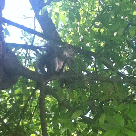 Spotting Image 1