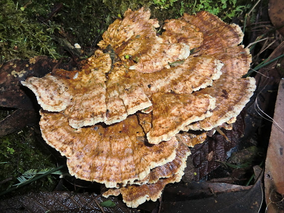 Spotting Image 1