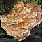 Ryvardenia campyla