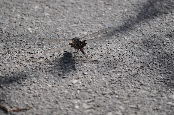 Spotting Image 1