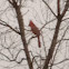 Cardinal