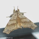 Angel moth