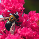 Carpenter Bee on Crape Myrtle