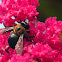 Carpenter Bee on Crape Myrtle