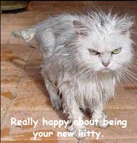 [cat_rain copy[19].jpg]