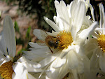 Busy Bee!