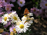 I took more than 10 shots before I got this butterfly