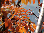 The red leaves of Simatai