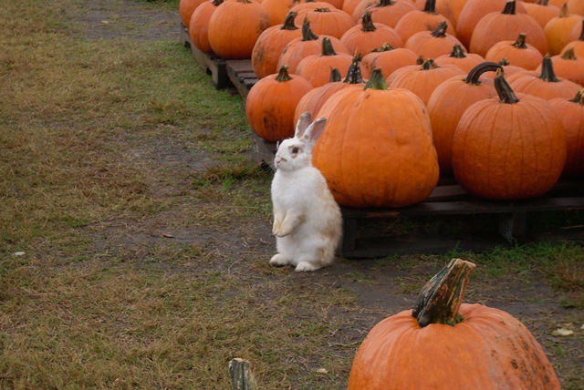 [pumpkinday0056.jpg]