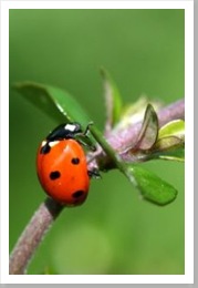 ladybug_insect_beetle_251167_l