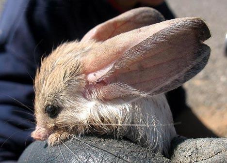 [long_eared_jerboas468x33722775807.jpg]