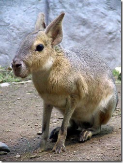Patagonian_Cavy-s500x667-2272-580