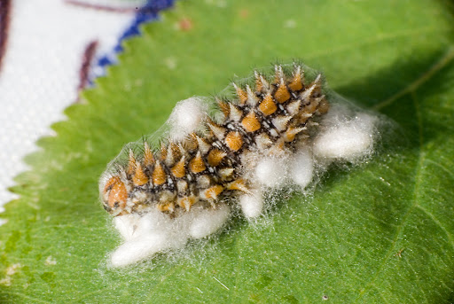 chenille en cocon ? Chenille-3_4-dessus-web-