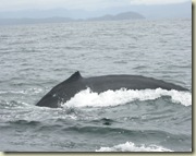2008 05 22_Whale watching_0081