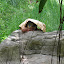Orangutan taking a break under his self made tent.