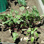 Beets