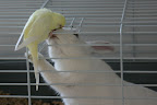 IMG_2896_crop.JPG