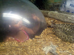 DubuqueVaca08 163.JPG