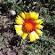 Blanket flower