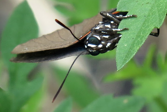 Spotting Image 1