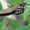 Purple hairstreak, female