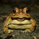 American toad