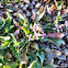 purple mustard