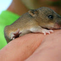 Marsh Rice Rat (juvenile)