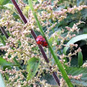Harlequin Ladybird