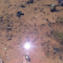 Tadpoles