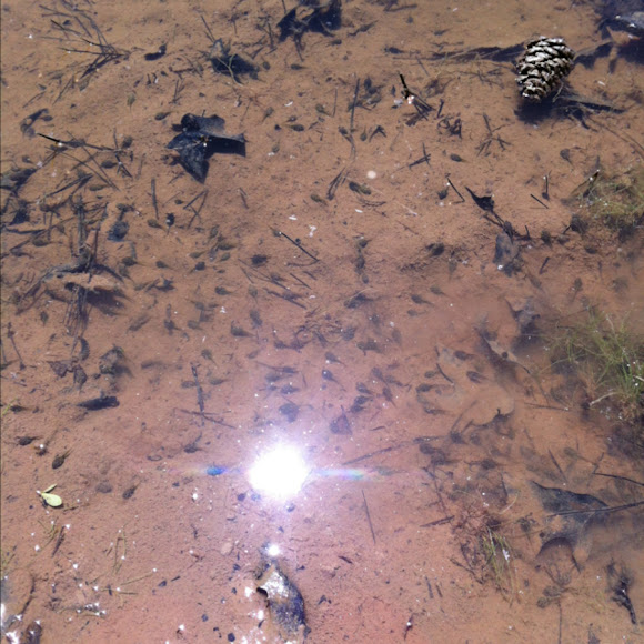 Spotting Image 1