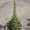 Great Mullein