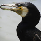 Cormorant